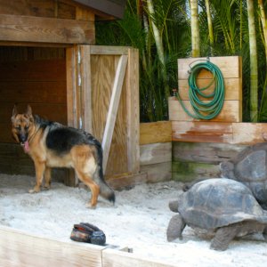 ALDABRA BREEDER