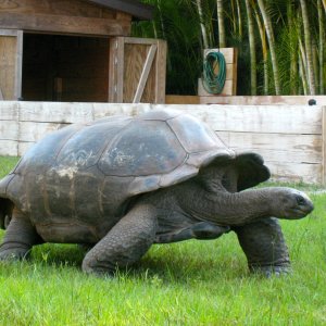 ALDABRA BREEDER