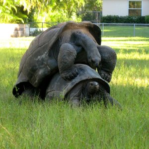 ALDABRA BREEDER