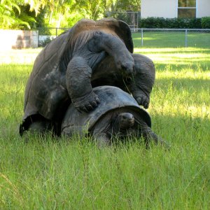 ALDABRA BREEDER