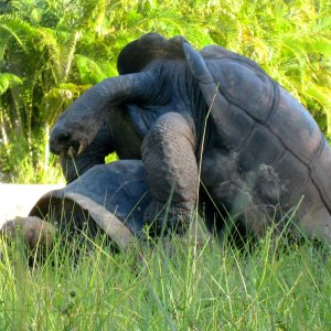ALDABRA BREEDER