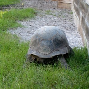 ALDABRA BREEDER