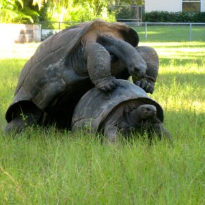 ALDABRA BREEDER
