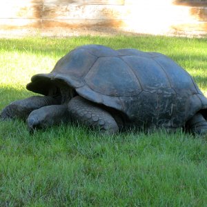 ALDABRA BREEDER