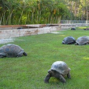 ALDABRA BREEDER