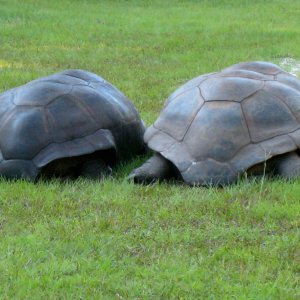ALDABRA BREEDER