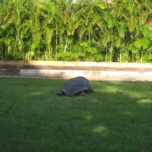 ALDABRA BREEDER