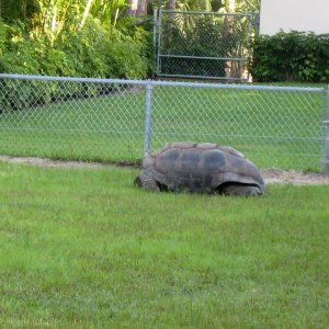 ALDABRA BREEDER