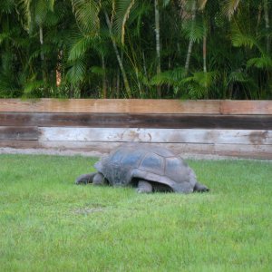 ALDABRA BREEDER