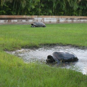 ALDABRA BREEDER