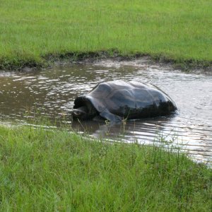 ALDABRA BREEDER