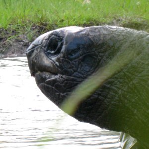 ALDABRA BREEDER