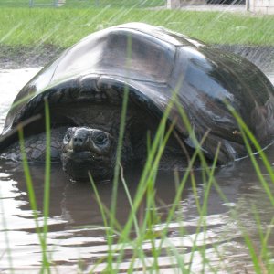 ALDABRA BREEDER