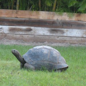 ALDABRA BREEDER
