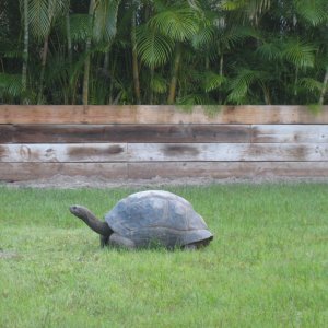 ALDABRA BREEDER