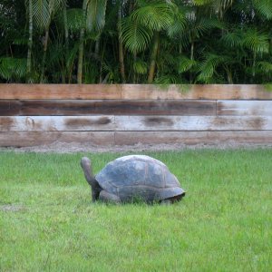 ALDABRA BREEDER