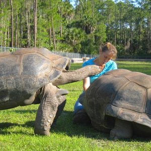 ALDABRA BREEDER