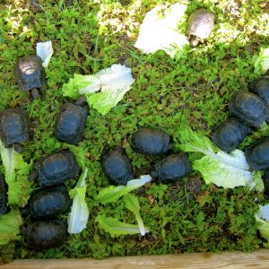 ALDABRA BREEDER