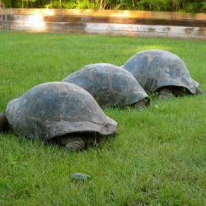 ALDABRA BREEDER