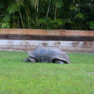 ALDABRA BREEDER