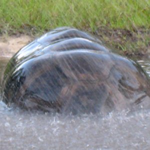 ALDABRA BREEDER