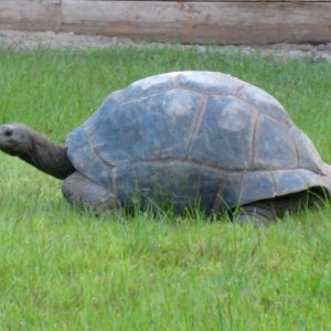 ALDABRA BREEDER