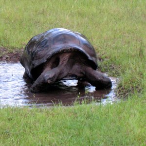 ALDABRA BREEDER