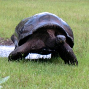 ALDABRA BREEDER