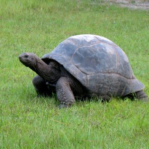 ALDABRA BREEDER