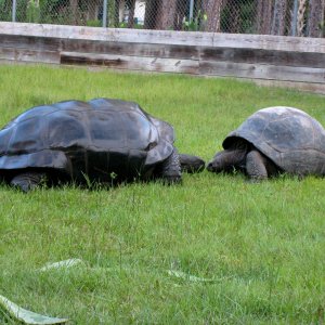 ALDABRA BREEDER