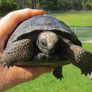 ALDABRA BREEDER