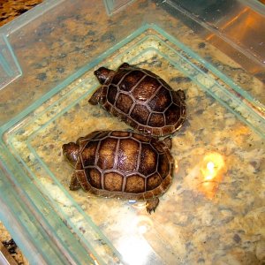 ALDABRA BREEDER