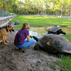 ALDABRA BREEDER