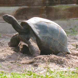 ALDABRA BREEDER