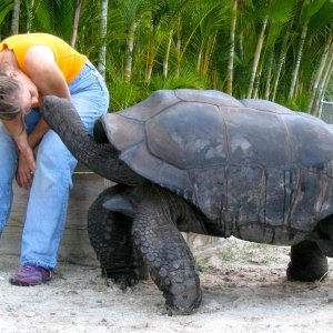 ALDABRA BREEDER