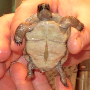 ALDABRA BREEDER