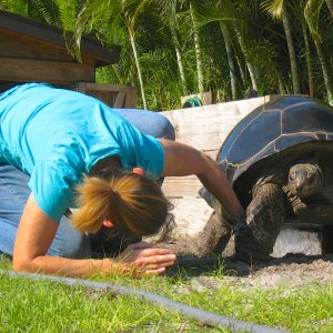 ALDABRA BREEDER