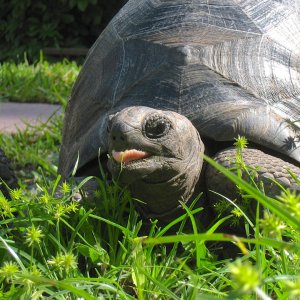 ALDABRA BREEDER