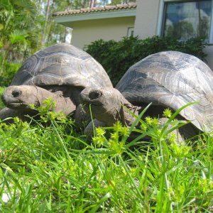 ALDABRA BREEDER