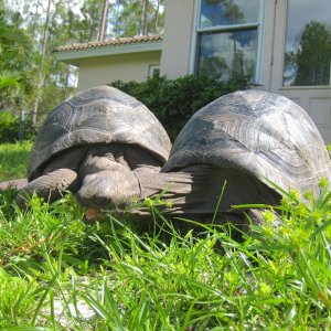 ALDABRA BREEDER