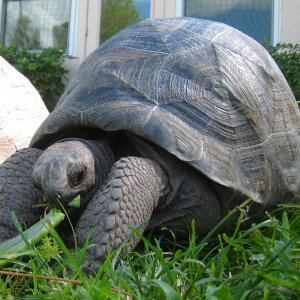 ALDABRA BREEDER
