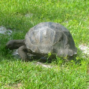 ALDABRA BREEDER