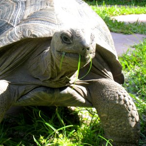 ALDABRA BREEDER