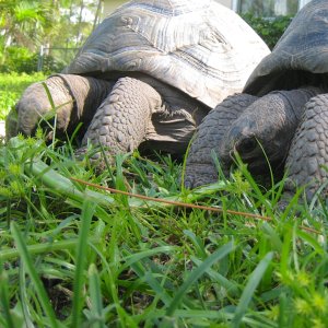 ALDABRA BREEDER