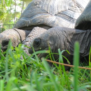 ALDABRA BREEDER