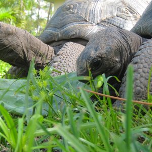 ALDABRA BREEDER