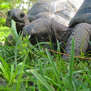 ALDABRA BREEDER