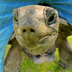 ALDABRA BREEDER