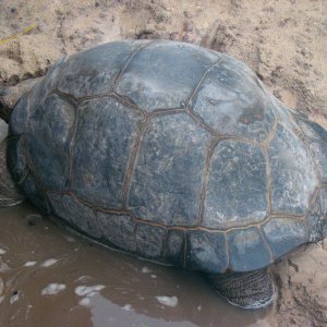 ALDABRA BREEDER