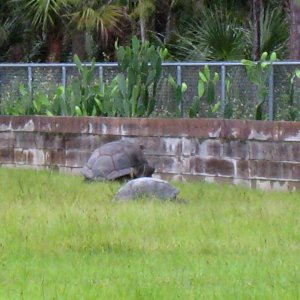 ALDABRA BREEDER